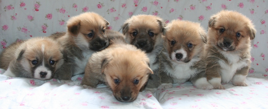 Puppies